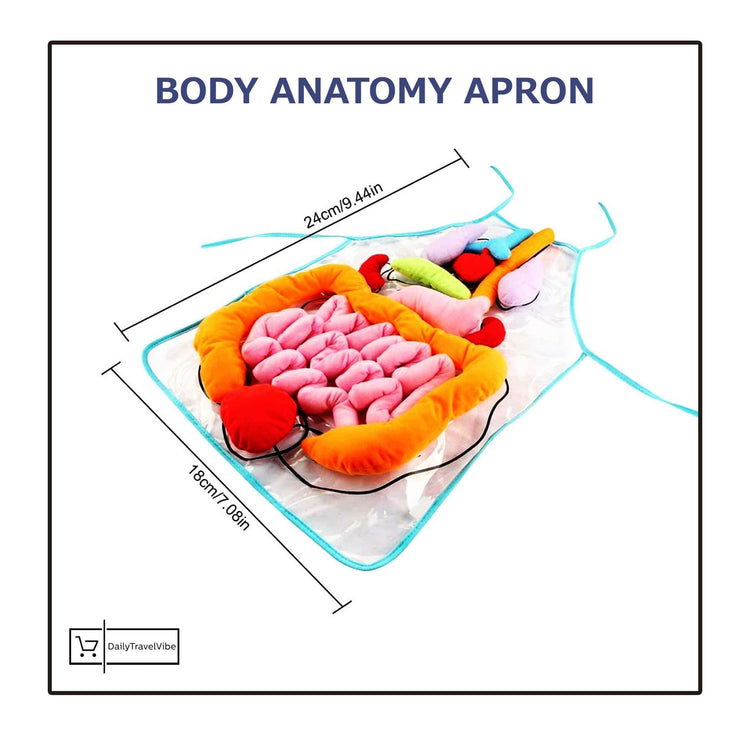 Body Anatomy Apron