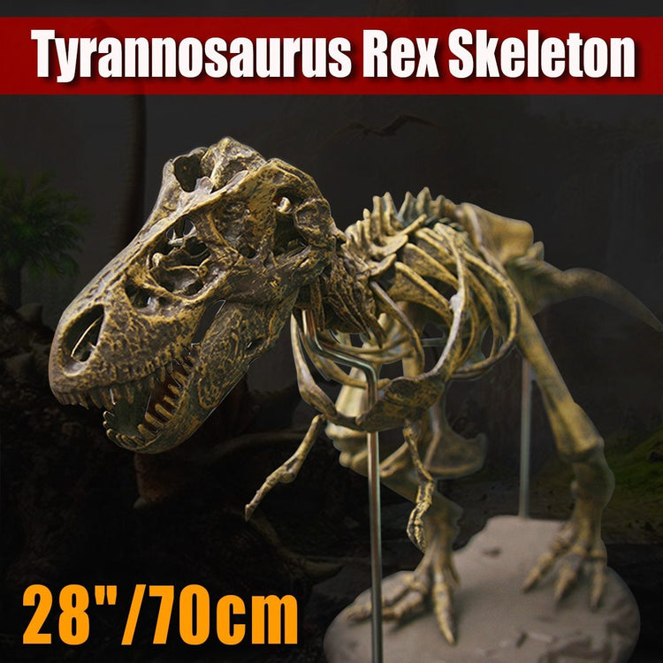 T-Rex Skeleton Model