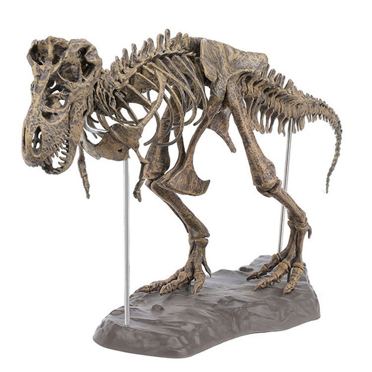 T-Rex Skeleton Model