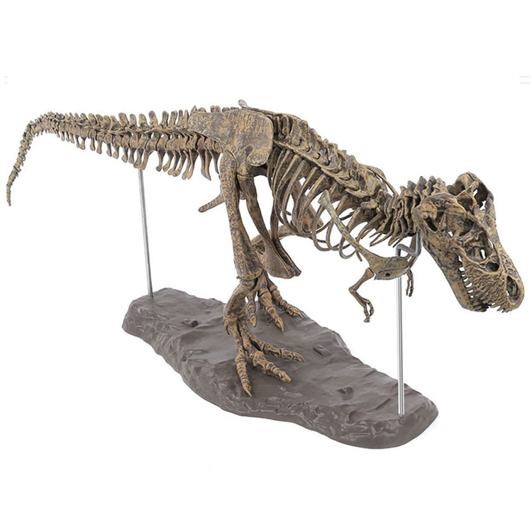 T-Rex Skeleton Model