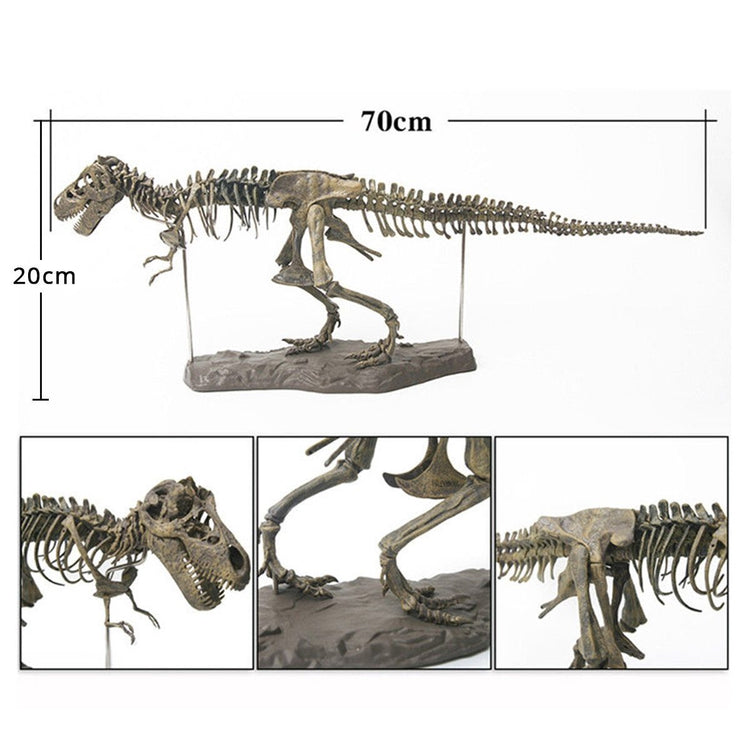 T-Rex Skeleton Model