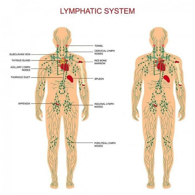 Lymphatic Drainage Ginger Oil