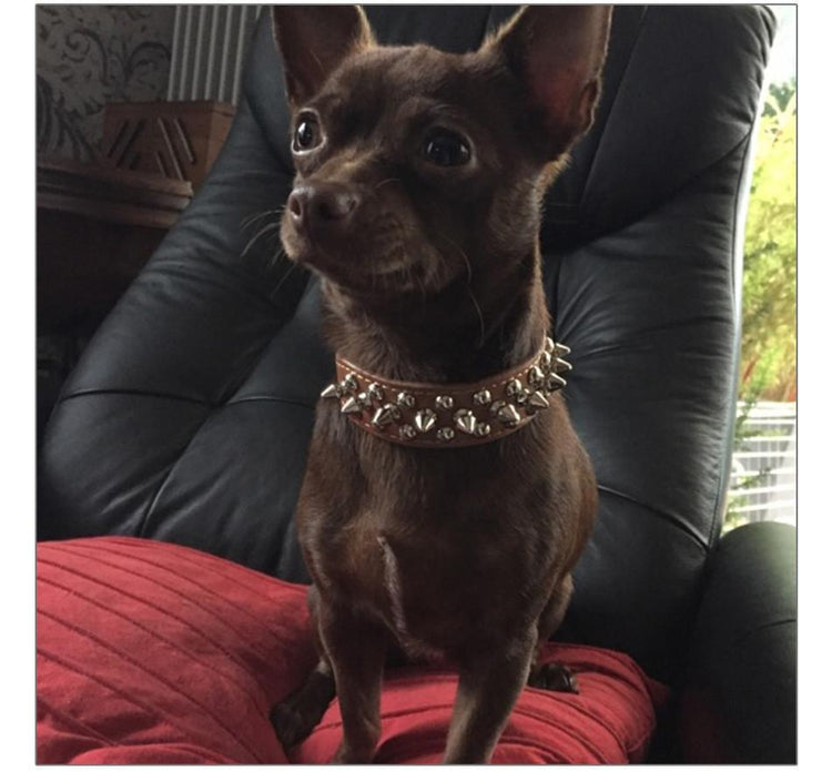 Studded And Spiked Leather Dog Collar